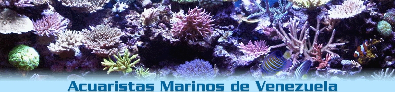 Acuaristas Marinos de Venezuela